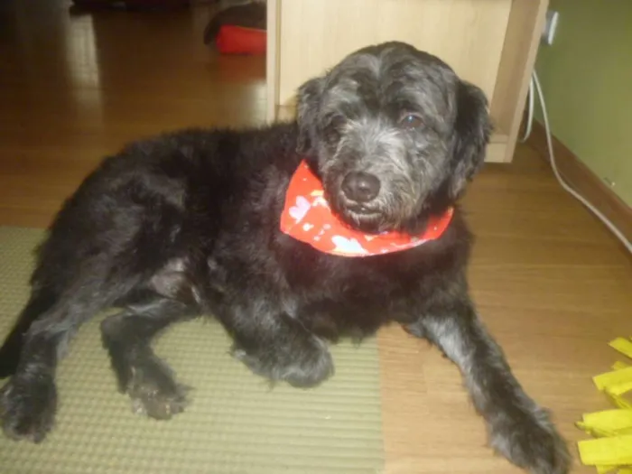 Cachorro ra a POODLE/SRD idade 3 anos nome ORION