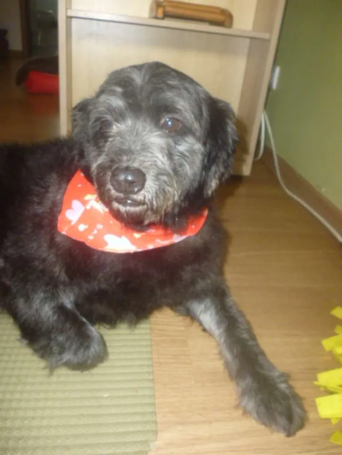 Cachorro ra a POODLE/SRD idade 3 anos nome ORION