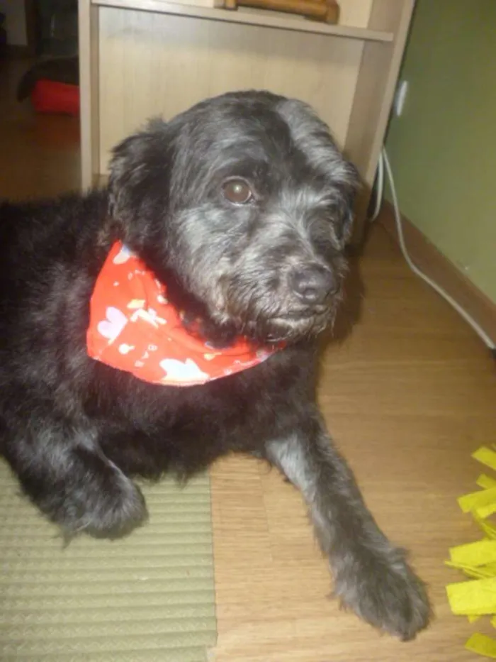 Cachorro ra a POODLE/SRD idade 3 anos nome ORION