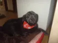 ORION