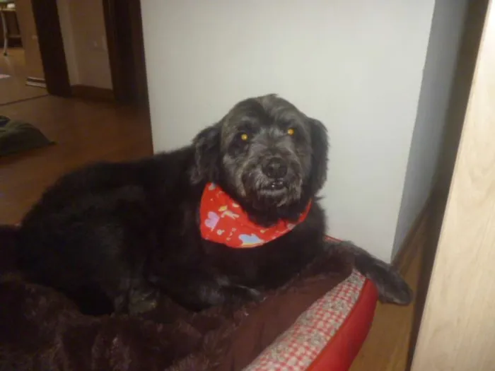 Cachorro ra a POODLE/SRD idade 3 anos nome ORION