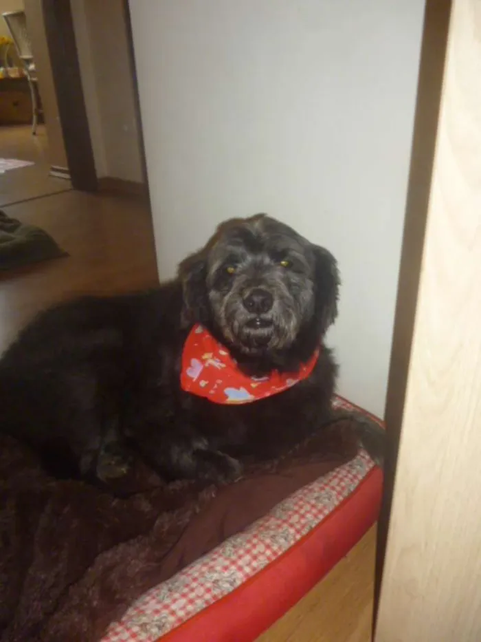 Cachorro ra a POODLE/SRD idade 3 anos nome ORION