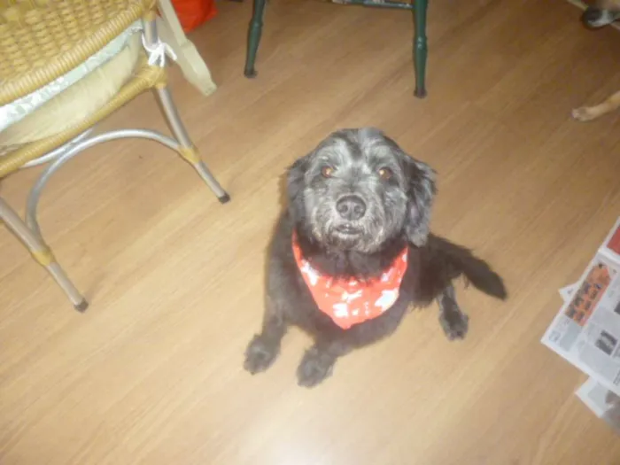 Cachorro ra a POODLE/SRD idade 3 anos nome ORION