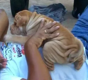 Cachorro raça  idade 2 anos nome dandara