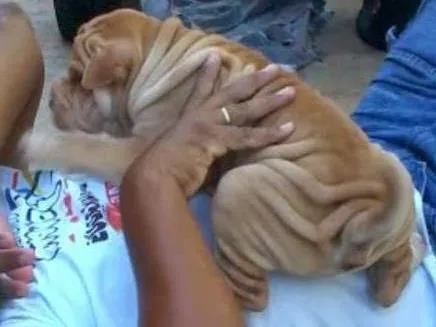 Cachorro ra a  idade 2 anos nome dandara