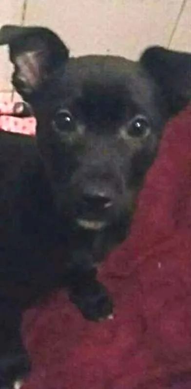Cachorro ra a srd idade 2 a 6 meses nome Teddy
