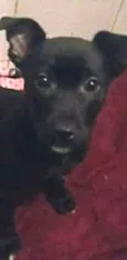 Teddy