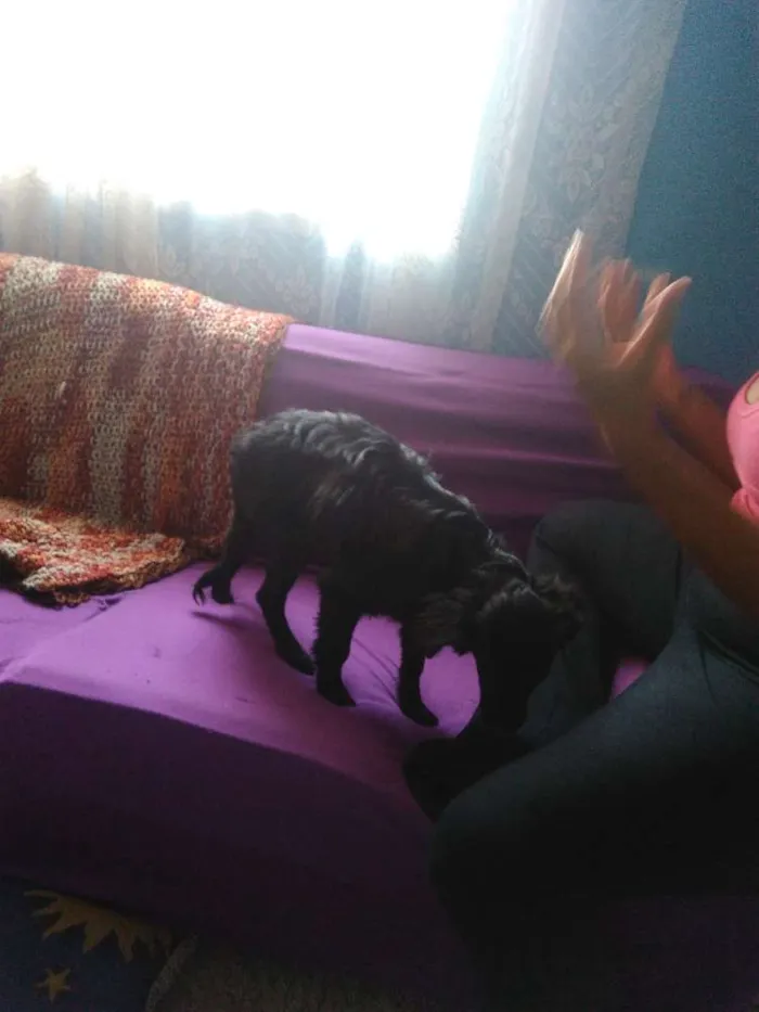 Cachorro ra a viralata  idade 2 a 6 meses nome irmãos carinhosos