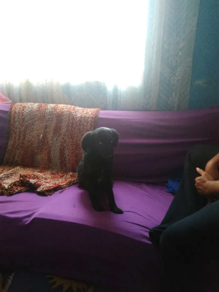 Cachorro ra a viralata  idade 2 a 6 meses nome irmãos carinhosos