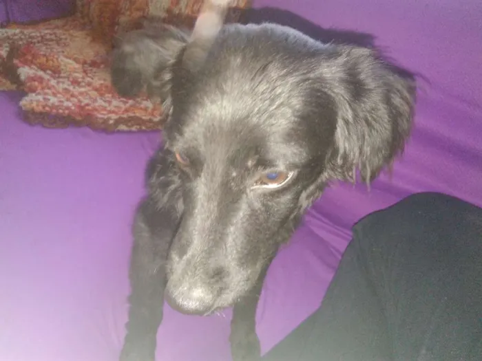 Cachorro ra a viralata  idade 2 a 6 meses nome irmãos carinhosos