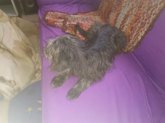 Cachorro ra a viralata  idade 2 a 6 meses nome irmãos carinhosos