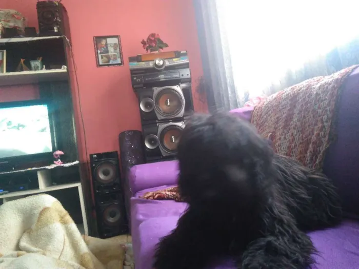 Cachorro ra a viralata  idade 2 a 6 meses nome irmãos carinhosos