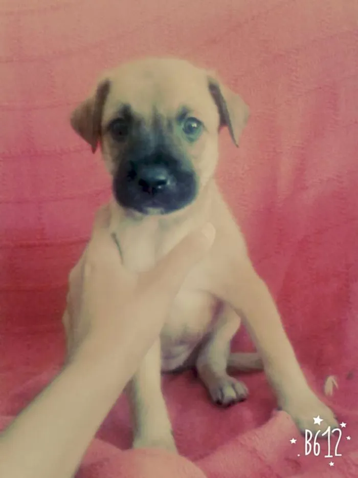 Cachorro raça Vira lata idade Abaixo de 2 meses nome Não tem