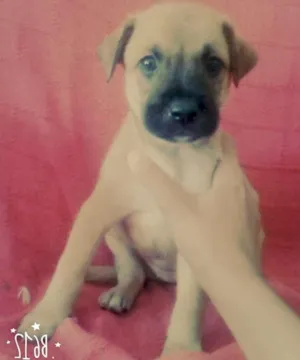 Cachorro raça Vira lata idade Abaixo de 2 meses nome Não tem