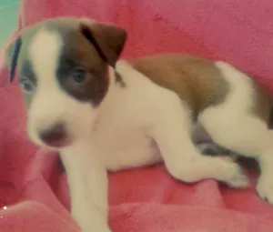 Cachorro raça Vira lata idade Abaixo de 2 meses nome Não tem 