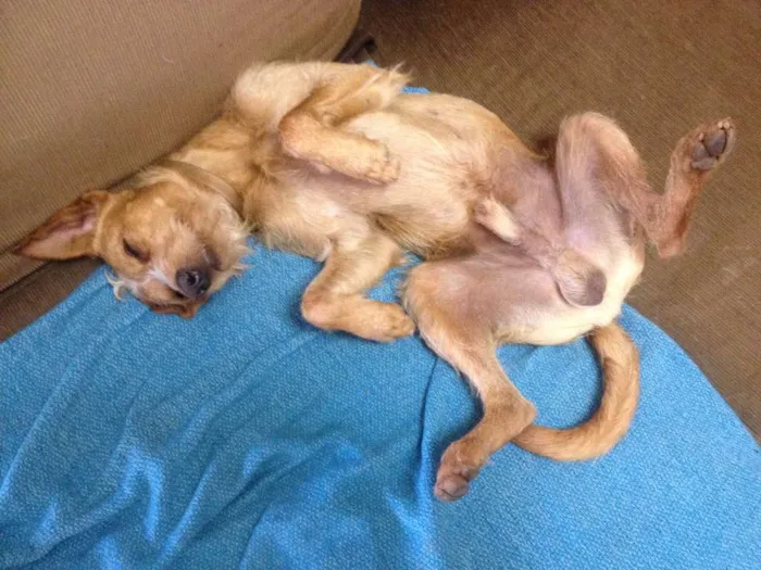 Cachorro ra a SRD idade 1 ano nome Saruê