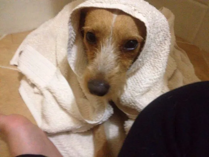 Cachorro ra a SRD idade 1 ano nome Saruê