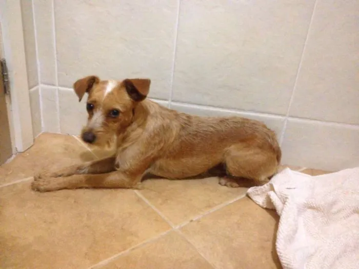 Cachorro ra a SRD idade 1 ano nome Saruê