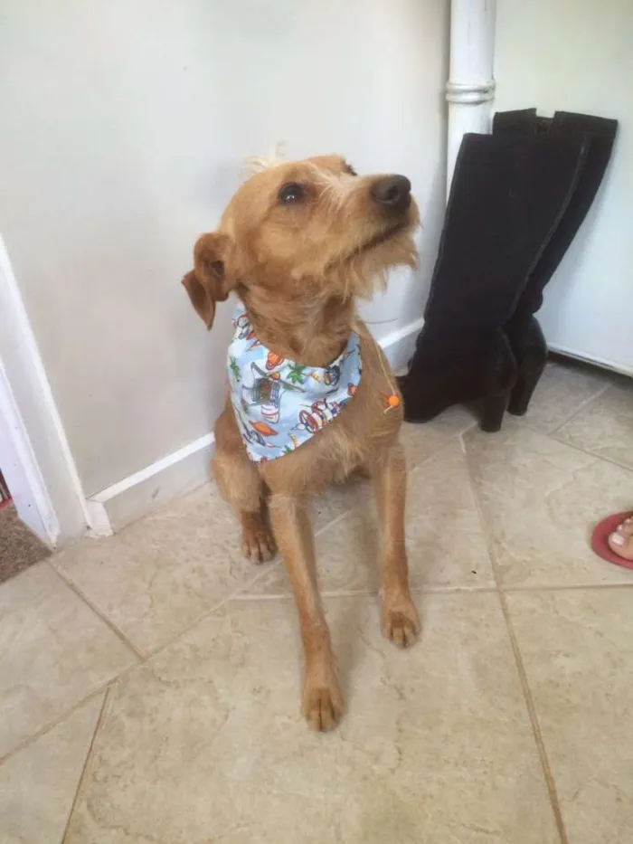 Cachorro ra a SRD idade 1 ano nome Saruê