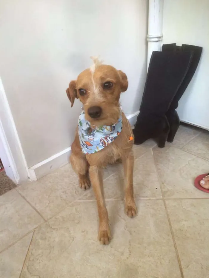 Cachorro ra a SRD idade 1 ano nome Saruê