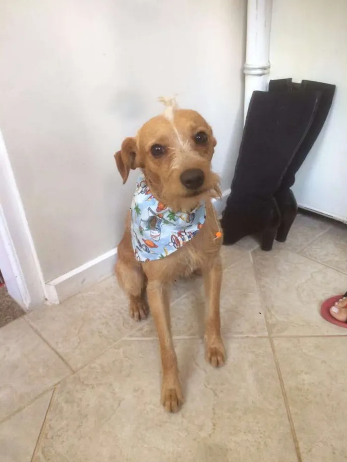Cachorro ra a SRD idade 1 ano nome Saruê