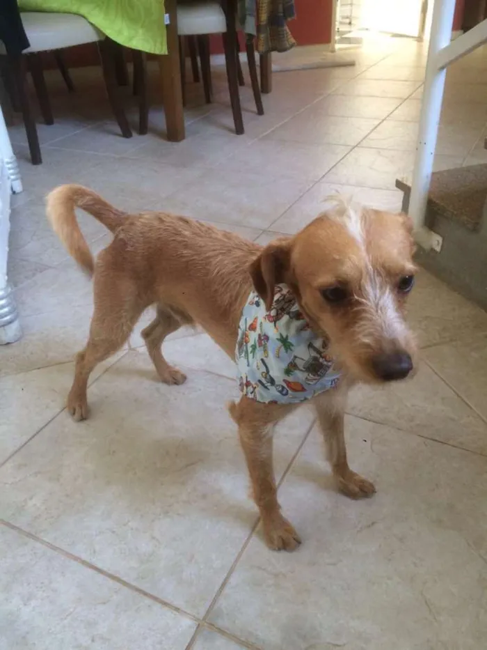 Cachorro ra a SRD idade 1 ano nome Saruê