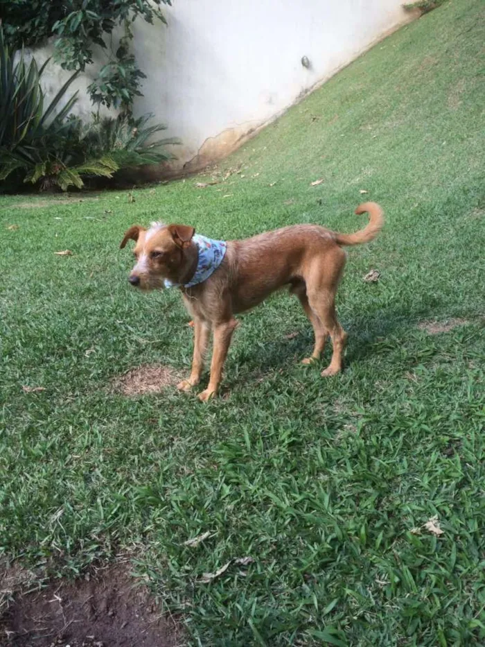Cachorro ra a SRD idade 1 ano nome Saruê