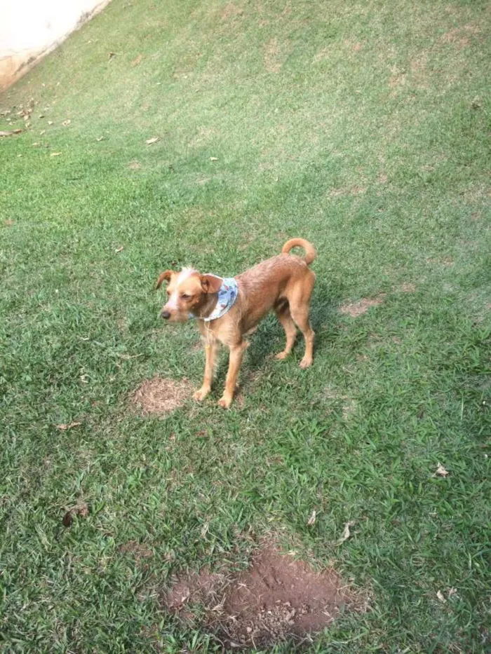 Cachorro ra a SRD idade 1 ano nome Saruê