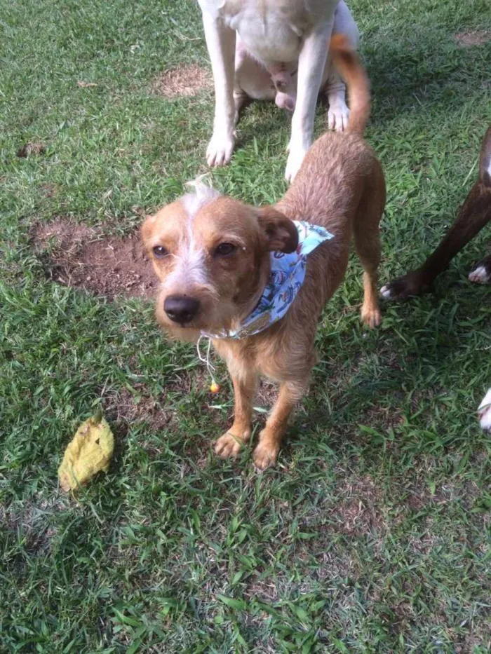 Cachorro ra a SRD idade 1 ano nome Saruê