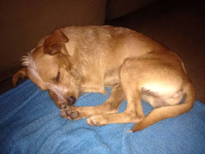 Cachorro ra a SRD idade 1 ano nome Saruê