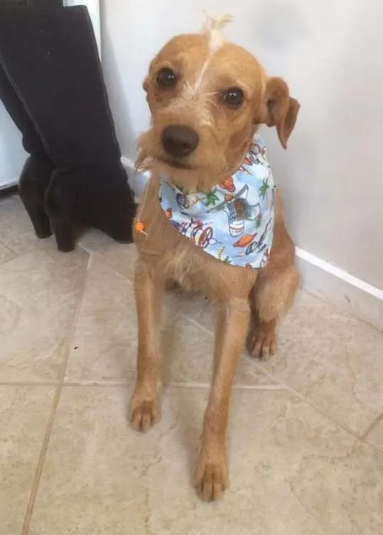 Cachorro ra a SRD idade 1 ano nome Saruê