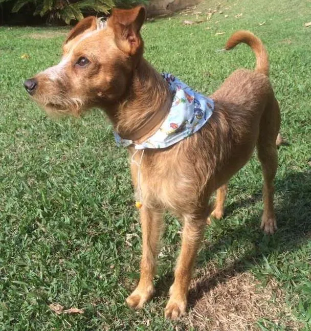 Cachorro ra a SRD idade 1 ano nome Saruê