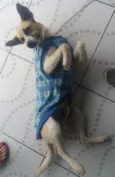 Caramelo
