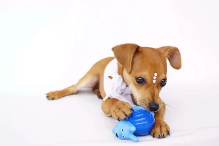 Cachorro ra a SRD idade 2 a 6 meses nome Theodor