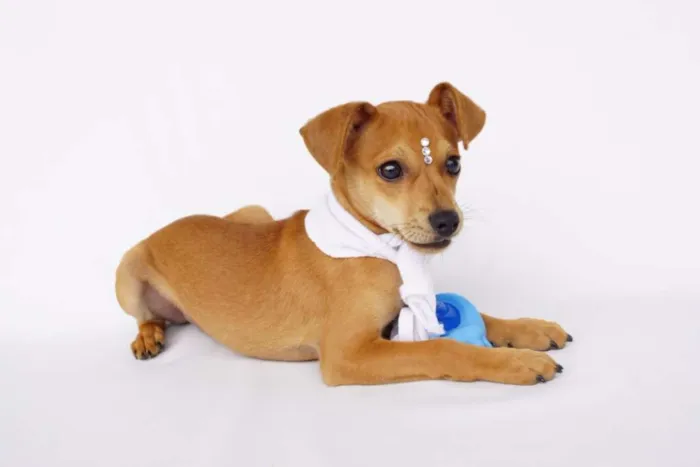 Cachorro ra a SRD idade 2 a 6 meses nome Theodor