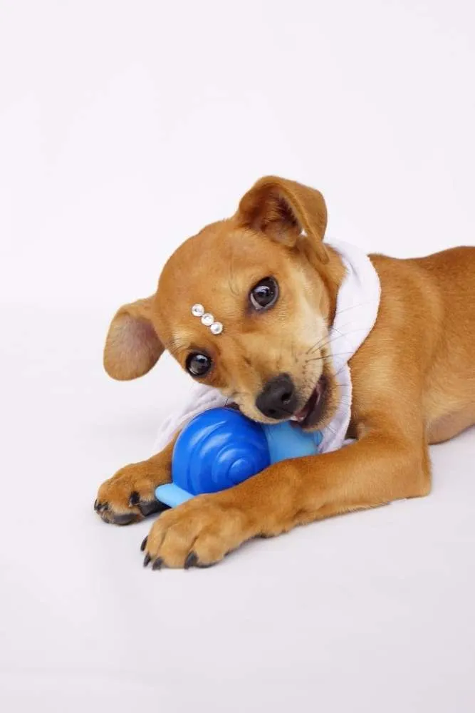Cachorro ra a SRD idade 2 a 6 meses nome Theodor