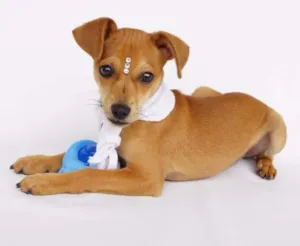 Cachorro raça SRD idade 2 a 6 meses nome Theodor