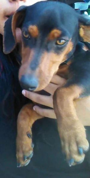 Cachorro raça Dachshund (salsicha) idade 2 a 6 meses nome Nick