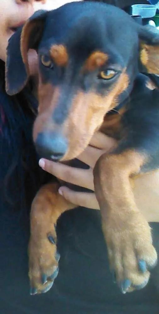 Cachorro ra a Dachshund (salsicha) idade 2 a 6 meses nome Nick