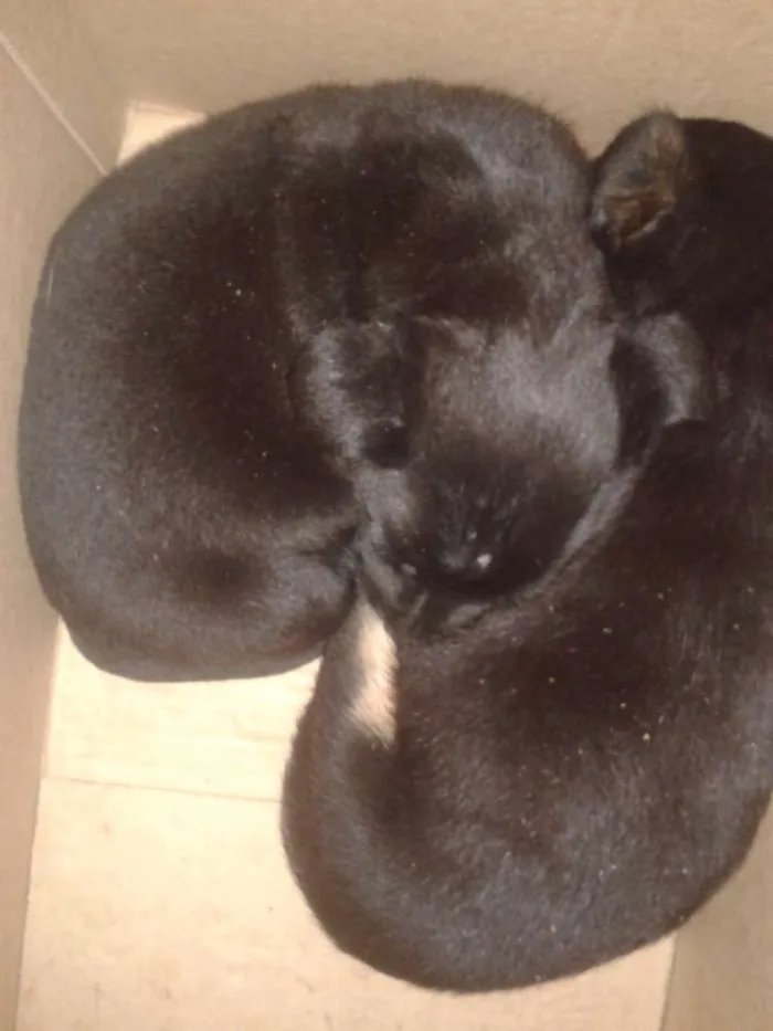 Cachorro ra a SRD idade Abaixo de 2 meses nome sem nome 