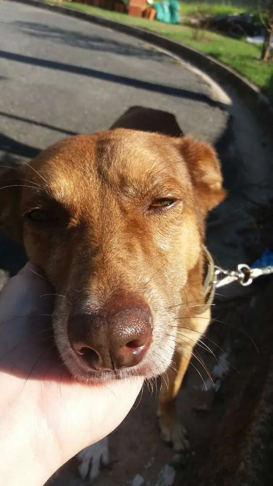 Cachorro ra a Tombé Laté idade 1 ano nome "Fred" (nome descon)