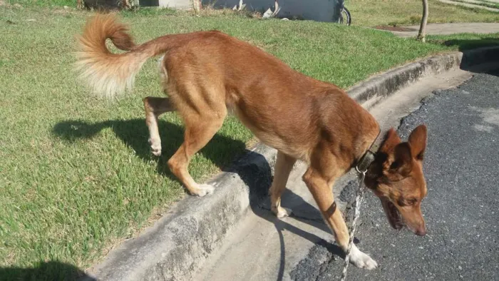 Cachorro ra a Tombé Laté idade 1 ano nome "Fred" (nome descon)