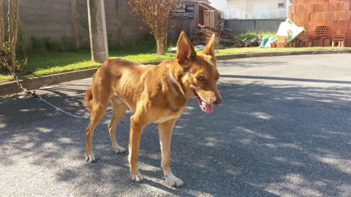 Cachorro ra a Tombé Laté idade 1 ano nome "Fred" (nome descon)