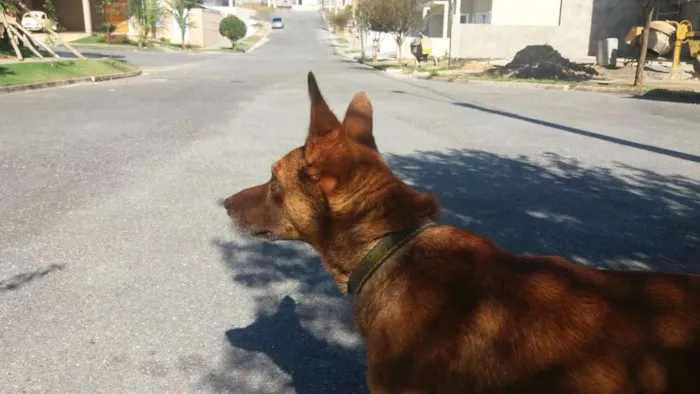Cachorro ra a Tombé Laté idade 1 ano nome "Fred" (nome descon)