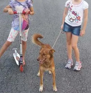 Cachorro ra a Tombé Laté idade 1 ano nome "Fred" (nome descon)