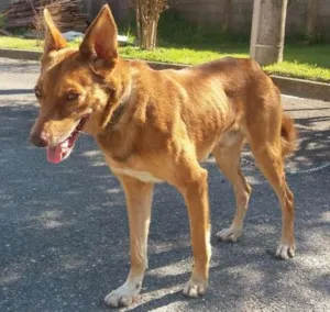 Cachorro raça Tombé Laté idade 1 ano nome "Fred" (nome descon)