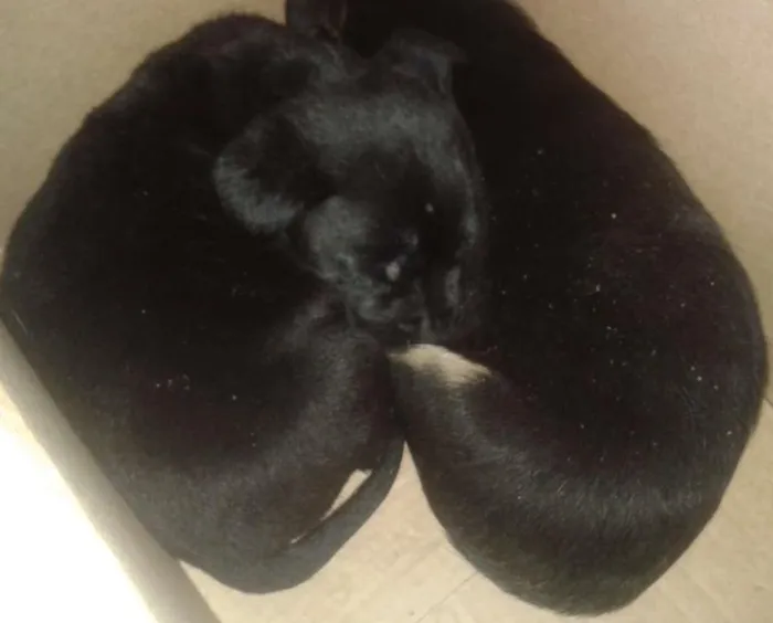 Cachorro ra a SRD idade Abaixo de 2 meses nome sem nome 