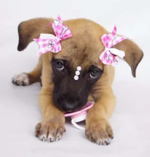 Cachorro raça SRD idade 2 a 6 meses nome Amora