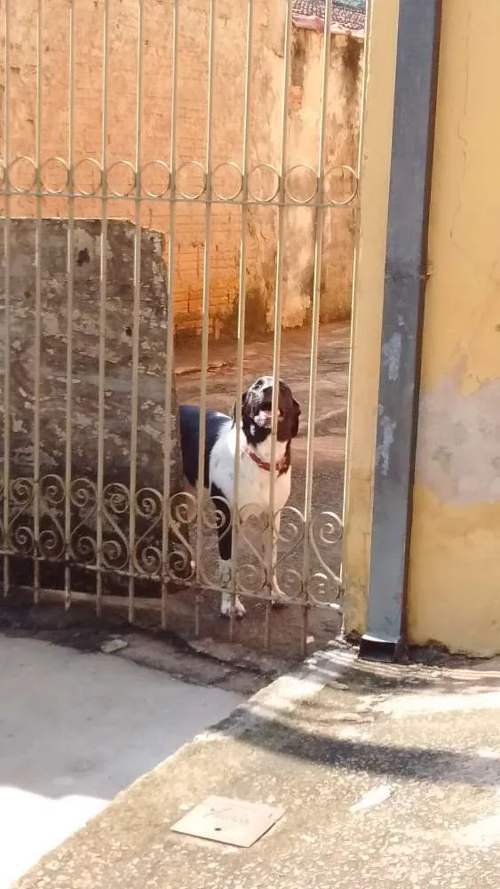 Cachorro ra a Não definida idade 2 a 6 meses nome Kika