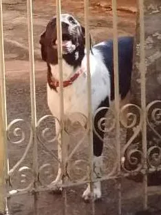 Cachorro ra a Não definida idade 2 a 6 meses nome Kika